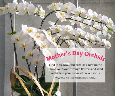 Mother's Day Orchids