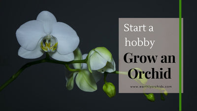 Start a hobby | Grow an Orchid