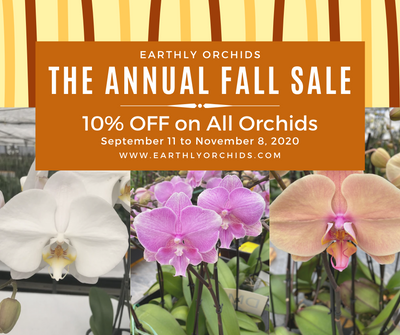 Annual Sale 10% OFF on All Orchids