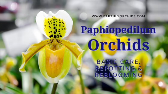 Yellow 2025 slipper orchid