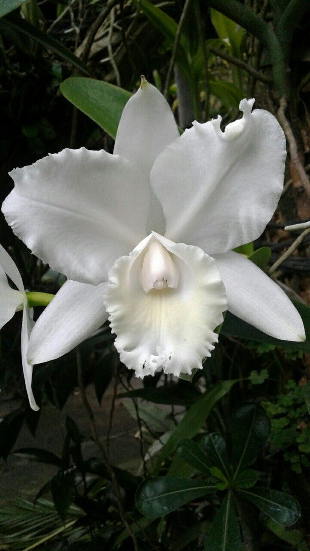 Cattleya - Catt Snow White by Earthly Orchids