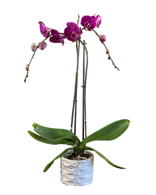 Erhard-Trading CULTIVA Pot à orchidée rond en plastique Violet transparent  13 cm