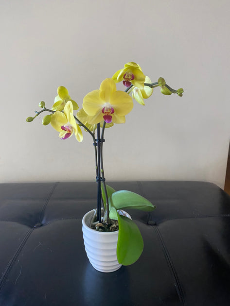 Earthly Orchids - Lemon Drop Mini Orchid Plant by Earthly Orchid