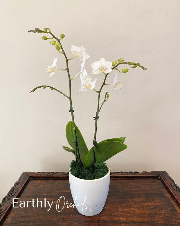 Earthly Orchids Live Orchid Plant - White Rabbit 2 Spike Mini