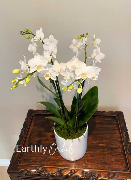 Earthly Orchids - White Rabbit Mini Orchids Arrangement by Earth