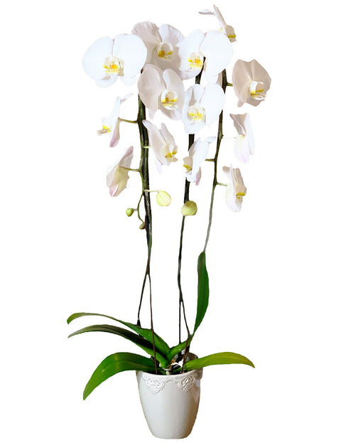 2 Spike White Phalaenopsis Orchid Plants with moss clusters and a Peace  Lily — URBAN FLOWERS