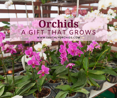 Orchids - A gift that grows