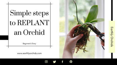 Simple Steps to Repot your Orchid | Earthly Orchids