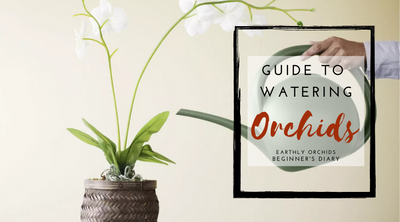 Guide to watering Orchids | Earthly Orchids | Orchid Care
