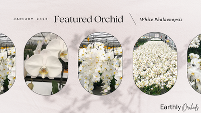January 2023 - Featured Orchid - White Phalaenopsis