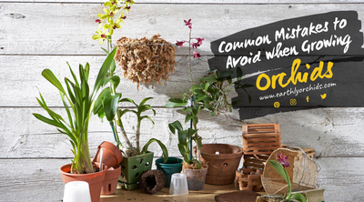 Common Mistakes to Avoid when Growing Orchids | Orchid Care