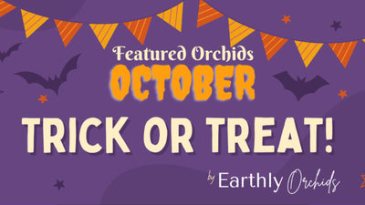 October Featured Orchids for Sale - Trick or Treat!