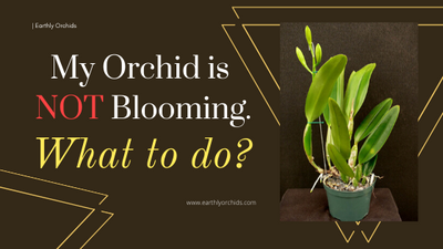 My Orchid is not Blooming
