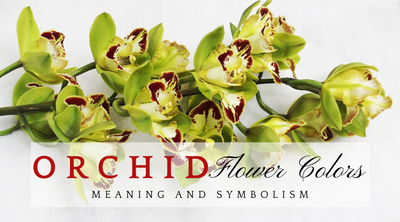Orchid Flower Colors - Meaning and Symbolism
