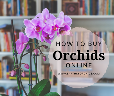 How to buy orchids online