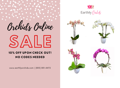 Online Orchid SALE!