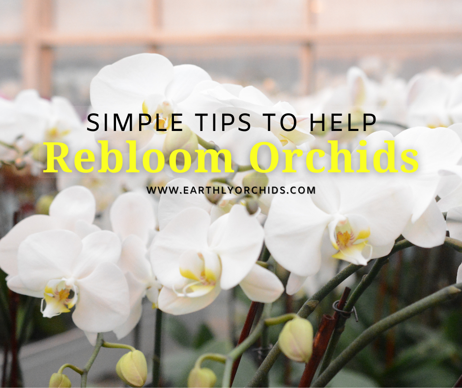 Top 4 Bloom Boosting Techniques for Orchids – rePotme
