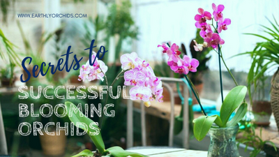 SECRETS to Successful Blooming Orchids