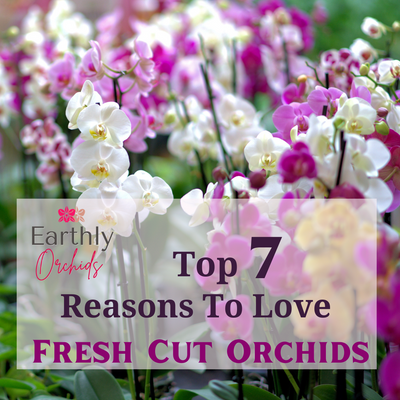 Top 7 Reasons To Love Fresh Cut Orchids