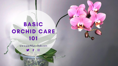Basic Orchid Care 101