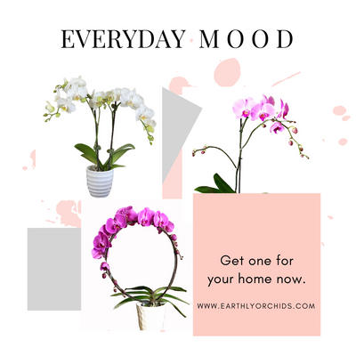 Orchid Plants | Style your home