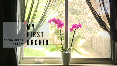 My First Orchid | Beginners Diary | Easy Orchid Care