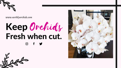 How to keep your Orchids fresh when cut?