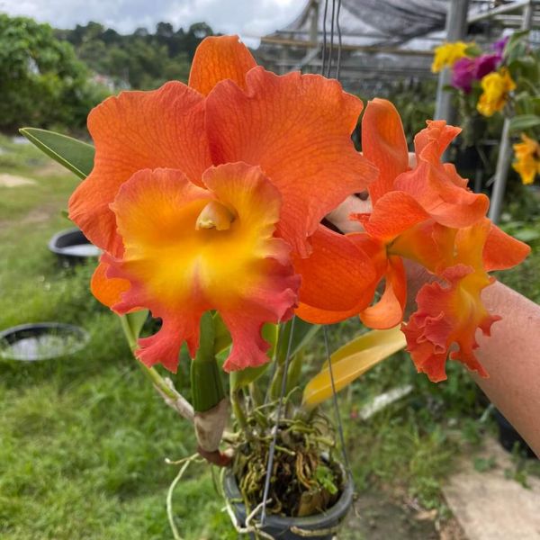 STAR OF SIAM Cattleya by Earthly Orchids