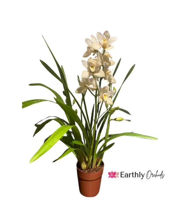 Earthly Orchids Live Orchid Plant - Cream Color Cymbidium