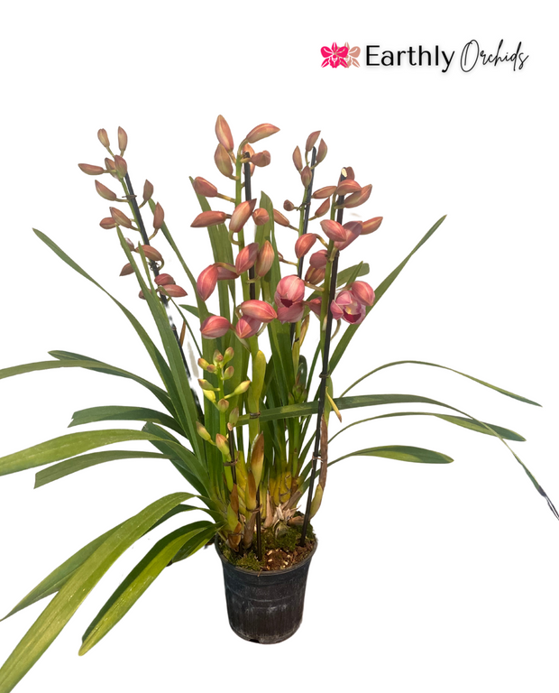 Earthly Orchids Live Orchid Plant - Pink Color Cymbidium