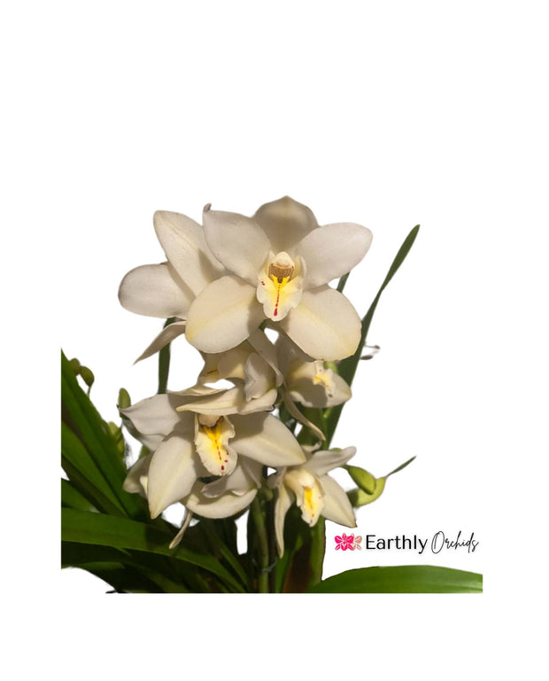 Earthly Orchids Live Orchid Plant - Cream Color Cymbidium