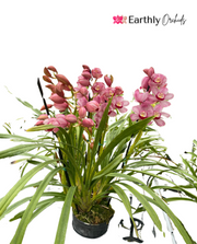 Earthly Orchids Live Orchid Plant - Pink Color Cymbidium