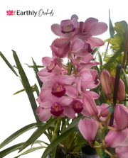 Earthly Orchids Live Orchid Plant - Pink Color Cymbidium