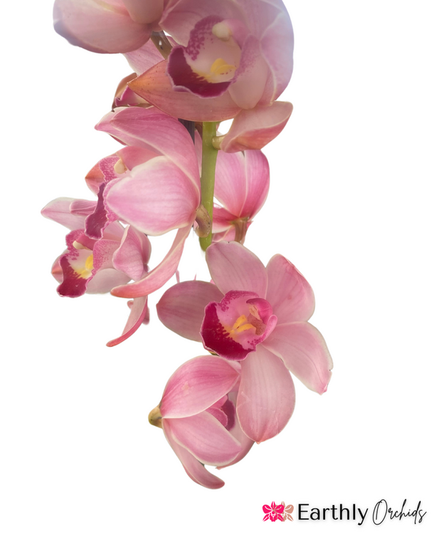 Earthly Orchids Live Orchid Plant - Pink Color Cymbidium