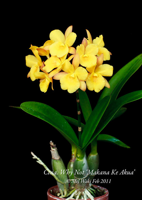 Cattleya - Catt Yellow by Earthly Orchids