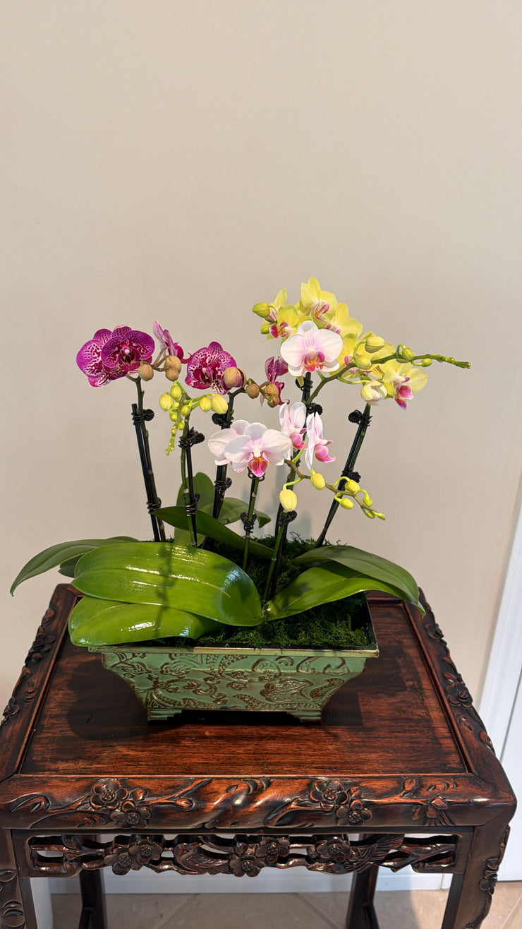 Mini Orchids Arrangement by Earthly Orchids