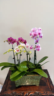 Mini Orchids Arrangement by Earthly Orchids