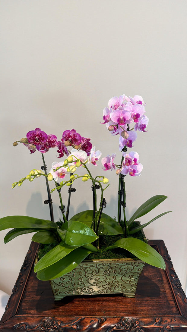 Mini Orchids Arrangement by Earthly Orchids