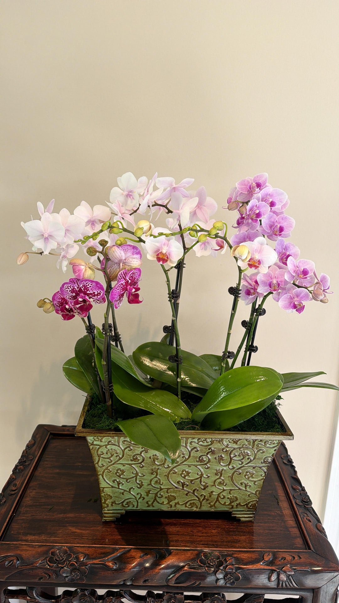 can you plant multiple orchids in one pot Earthly Orchids - Mini Orchids Arrangement by Earthly Orchids