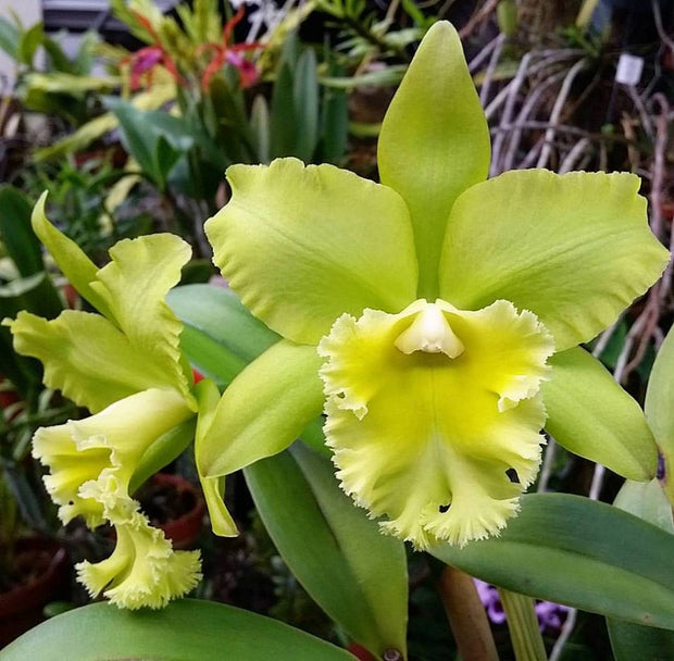 Cattleya - PRADA GREEN by Earthly Orchids