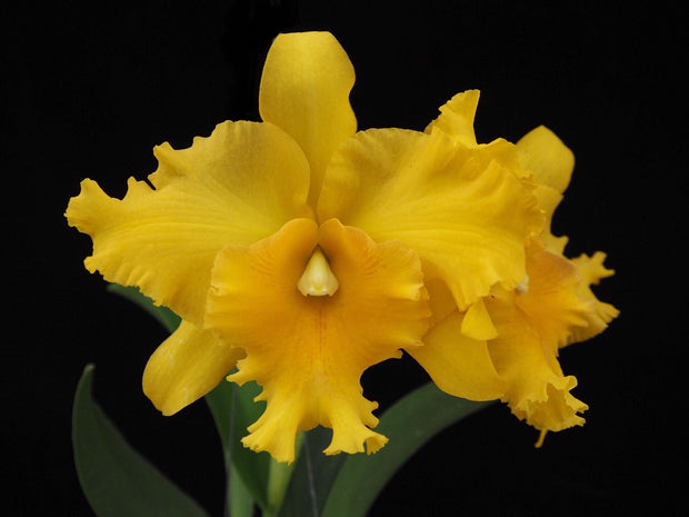 Cattleya - RLC CHAO PHRAYA GOLD by Earthly Orchids