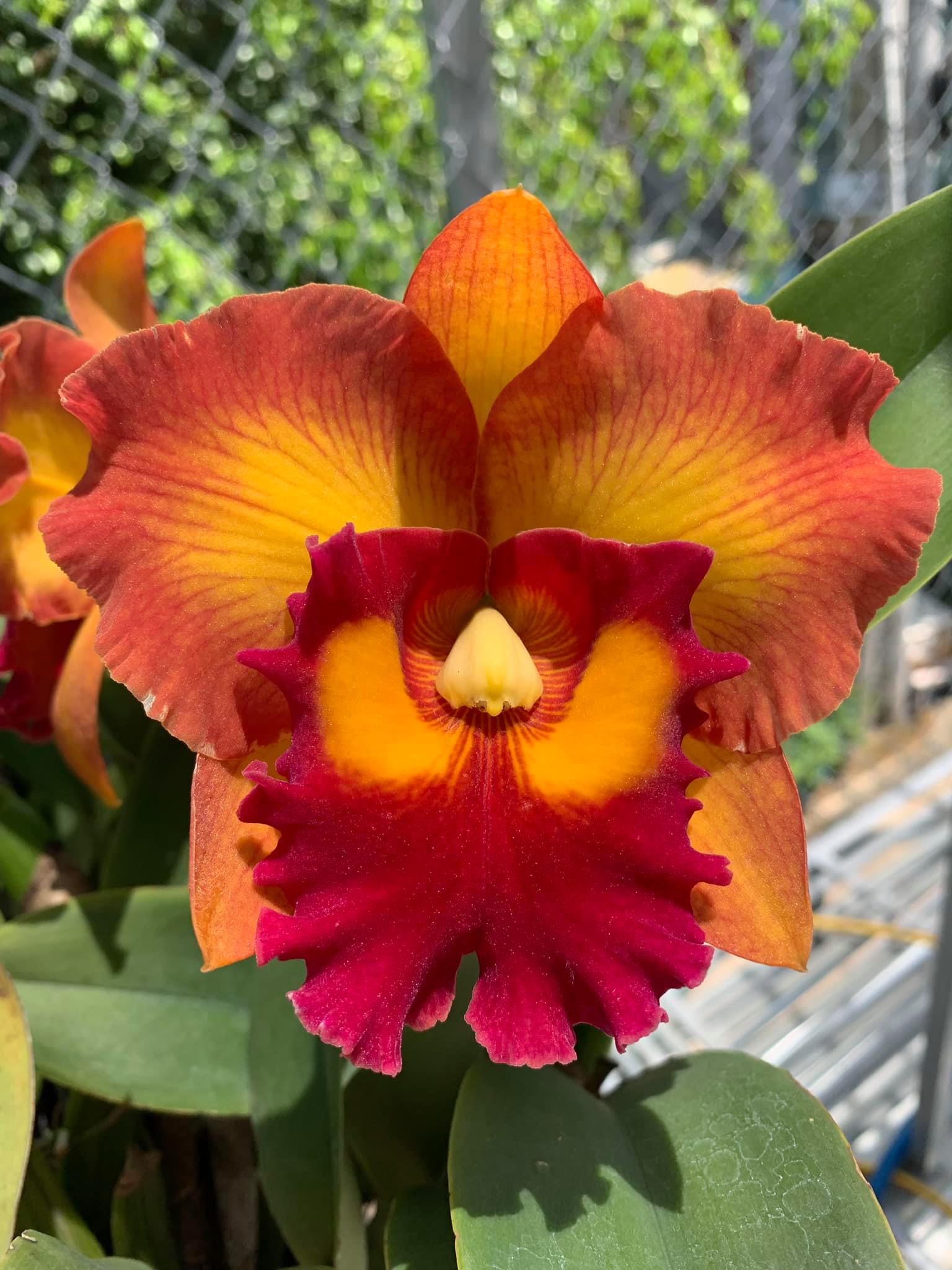 Earthly Orchids - RLC NAKORNCHAISRI DELIGHT NO.3 Cattleya by Ear