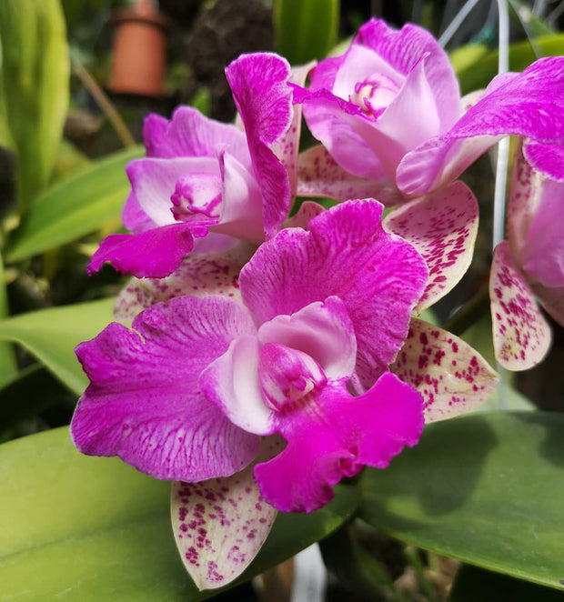 Cattleya - CUT YUAN DUANG SWEET by Earthly Orchids