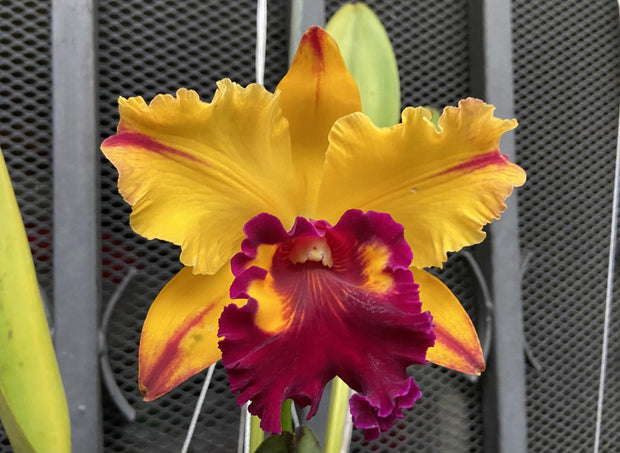 Cattleya - TIANAN GOLD by Earthly Orchids