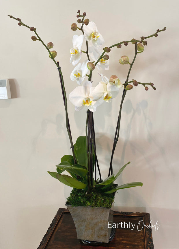 Basket Arranged Orchids - Snow Queen Medium by Earthly Orchids