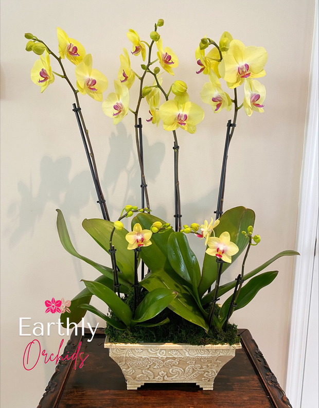 Arranged Orchids - Lemonade Arrangement by Earthly Orchids
