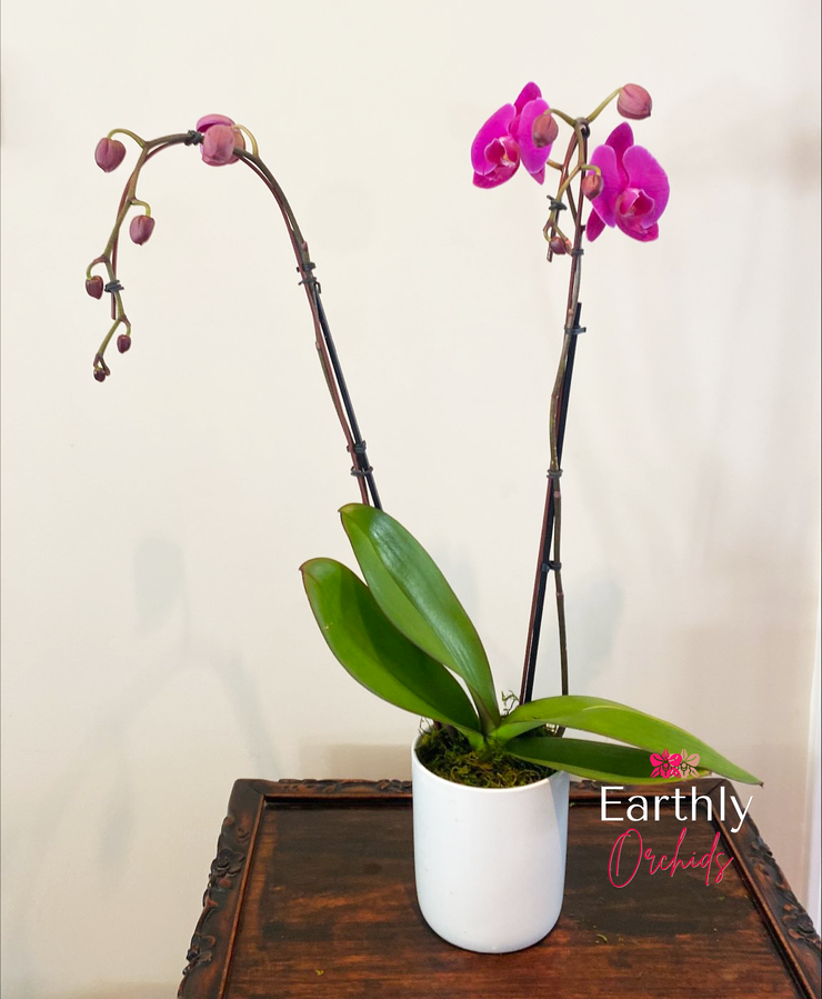 Earthly Orchids Live Orchid Plant - Lollipop 2 Spike Purple
