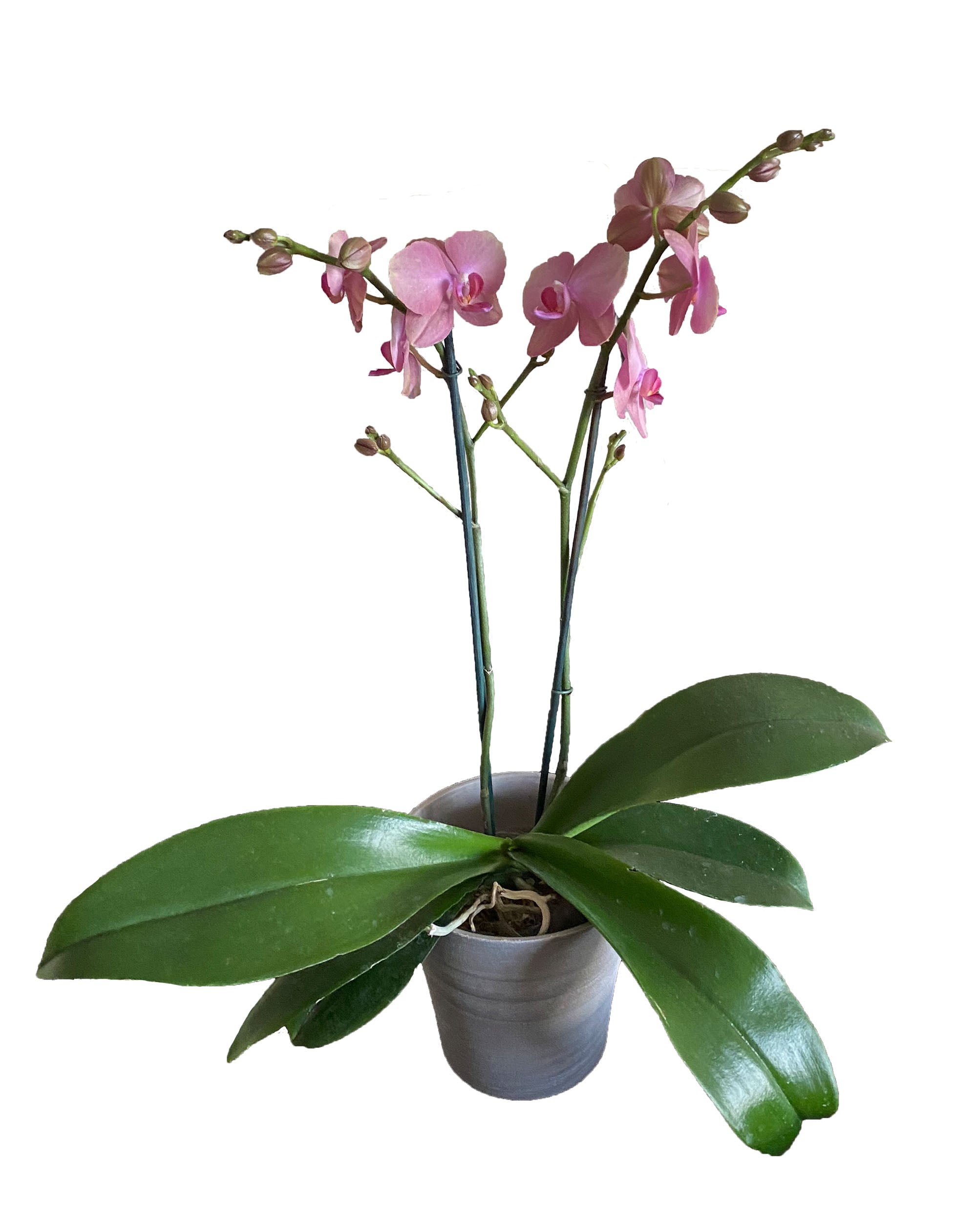 Earthly Orchids - Primrose Orchid Plant by Earthly Orchids - Ea