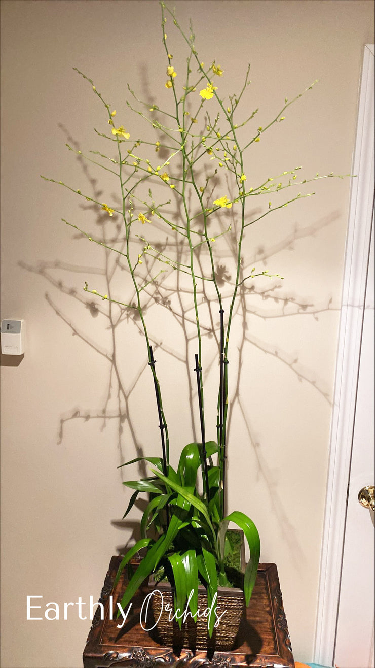 Arranged Orchids - Dancing Lady by Earthly Orchids
