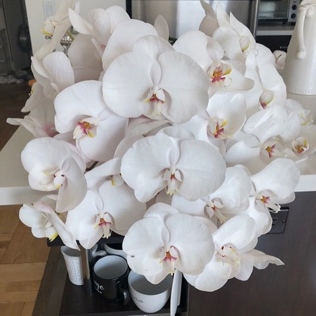 eflowerwholesale - Premium Cut Blue Orchids (10 stems Orchid with  Rhinestone Mesh Ribbon Vase)